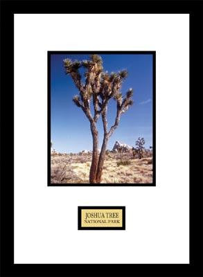 Joshua Tree National Park