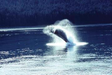 Humpback whale breaching 20x30 poster