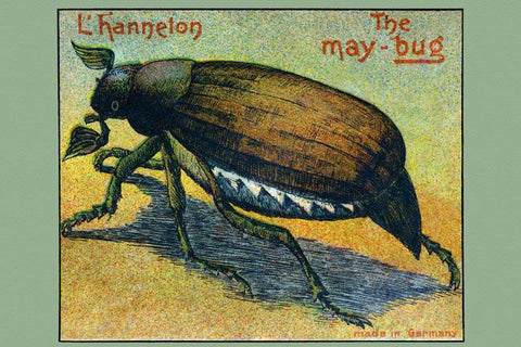 The May Bug Lhanneton 20x30 poster