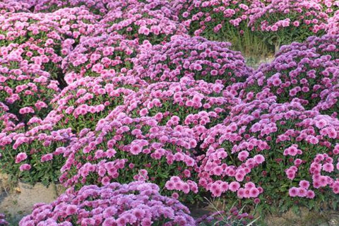 Purple Mums 20x30 poster