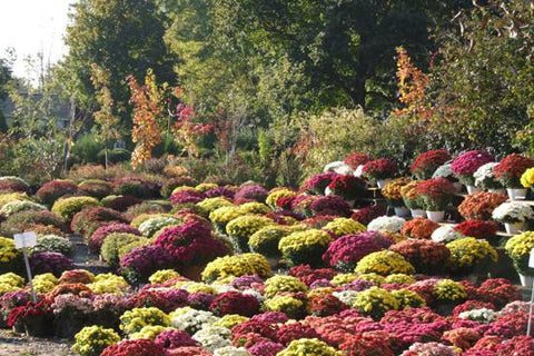 Assorted Mums 20x30 poster