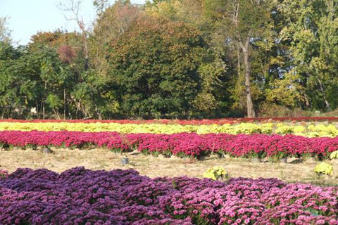 Rows of Mums 20x30 poster