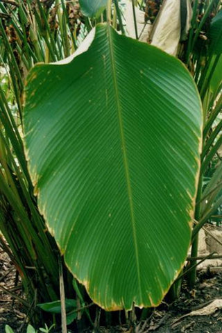 Broad Leaf 20x30 poster