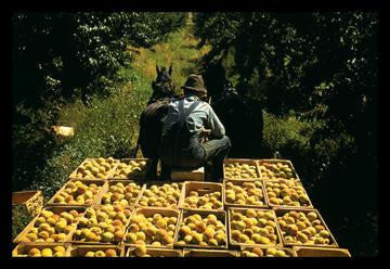 Hauling Crates of Peaches 20x30 poster