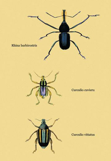 Beetles: Rhina Barbirostris, Curculio Cuvieru and C. Vittatus #2 20x30 poster