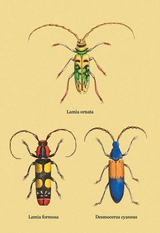 Beetles: Lamia Ornata, L. Formosa and Desmocerus Cyaneus #2 20x30 poster