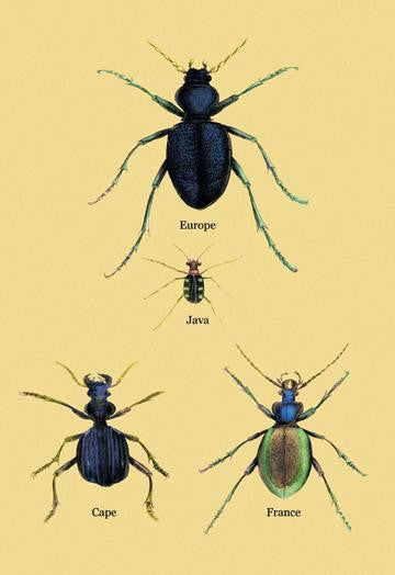 Beetles of Java, France, Cape and Europe #2 20x30 poster