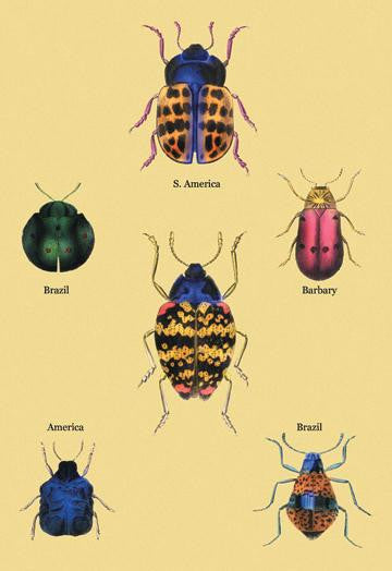 Beetles of Barbary and the Americas #2 20x30 poster