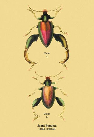 Beetle: Chinese Sagra Buquetu #2 20x30 poster