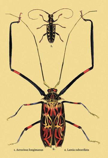 Beetles: Acrocinus Longimanus and Lamia Subocellata #2 20x30 poster