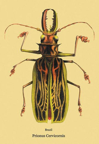 Beetle: Brazilian Prionus Cervicornis #2 20x30 poster