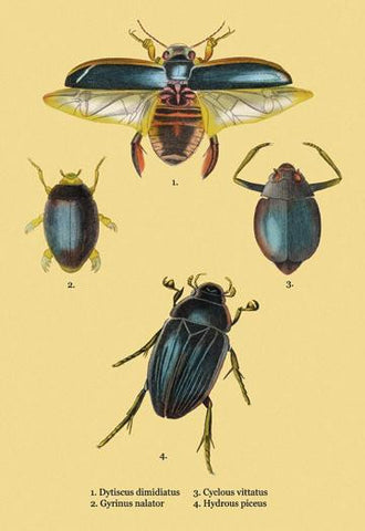 Beetles: Dytiscus Dimidiatus, Gyrinus Nalator et al. #2 20x30 poster