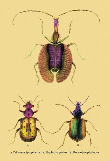 Beetles: Calosoma Sycophanta, Elaphrus Raperius et al. #2 20x30 poster