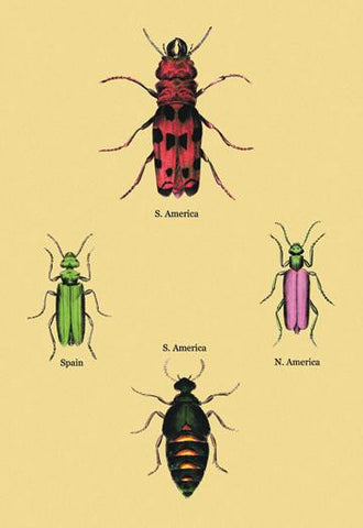 Beetles from North and South America and Spain #2 20x30 poster