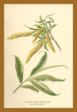 Catkins and Leaves of the Willow 20x30 poster