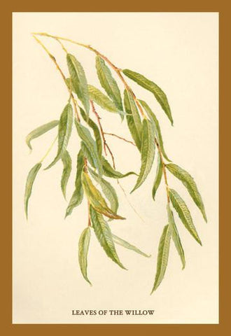 Leaves of the Willow 20x30 poster