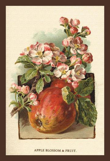 Apple Blossom & Fruit 20x30 poster