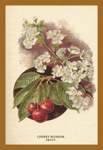 Cherry Blossom Fruit 20x30 poster