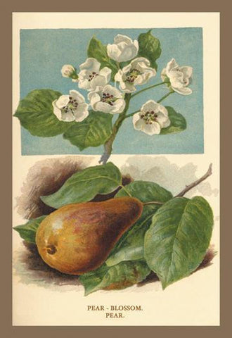 The Pear-Blossom. Pear. 20x30 poster