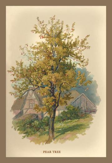 Pear Tree 20x30 poster