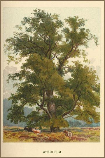 Wych Elm 20x30 poster