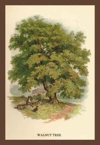 Walnut Tree 20x30 poster