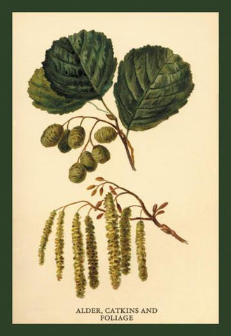 Alder, Catkins and Foliage 20x30 poster