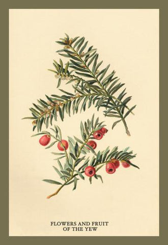 Flowers and Fruit of the Yew 20x30 poster