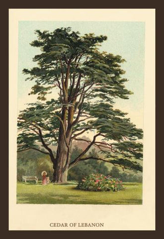 Cedar of LeBanon 20x30 poster