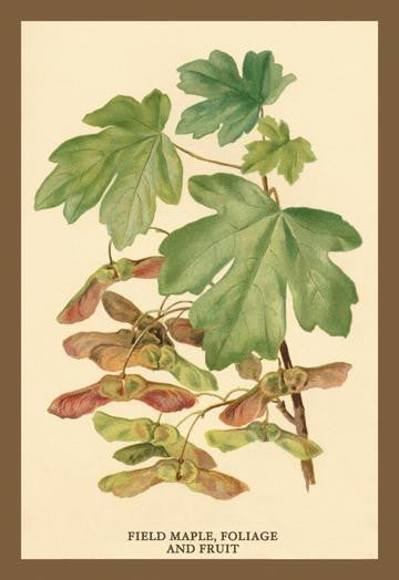Field Maple, Foliage, and Fruit 20x30 poster