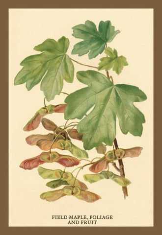 Field Maple, Foliage, and Fruit 20x30 poster