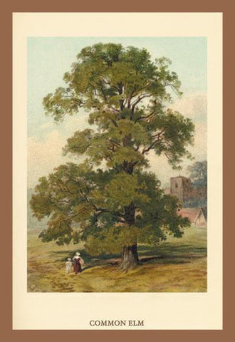 Common Elm 20x30 poster