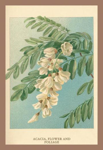 Acacia, Flower & Foliage 20x30 poster