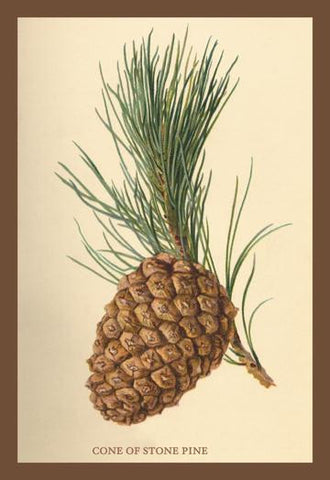 Cone of a Stone Pine 20x30 poster