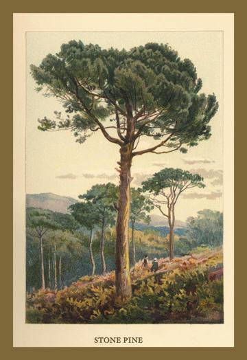 Stone Pine 20x30 poster