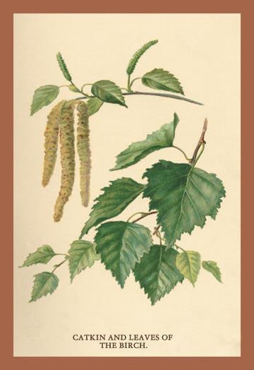 Catkin & Leaves of the Birch 20x30 poster