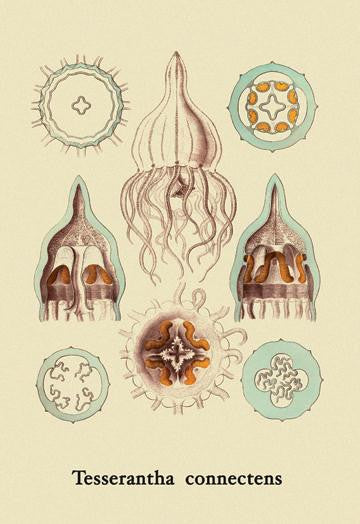 Jellyfish: Tesserantha Connectens 20x30 poster