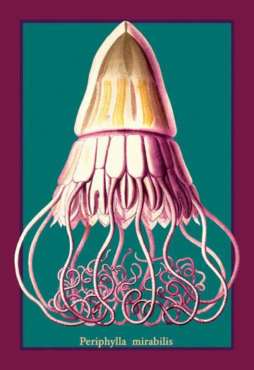 Jellyfish: Periphylla Mirabilis #2 20x30 poster