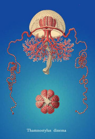 Jellyfish: Thamnostylus Dinema 20x30 poster