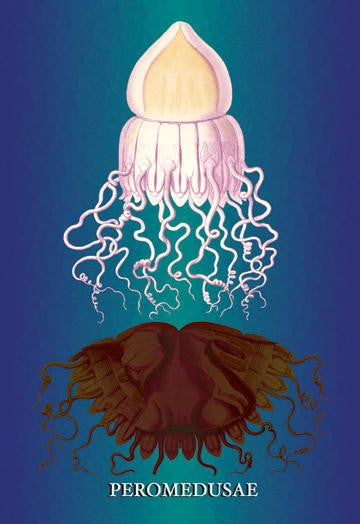 Jellyfish: Peromedusae 20x30 poster