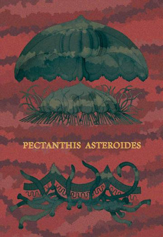 Jellyfish: Pectanthis Asteroides #1 20x30 poster