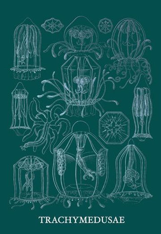 Jellyfish: Trachymedusae #3 20x30 poster