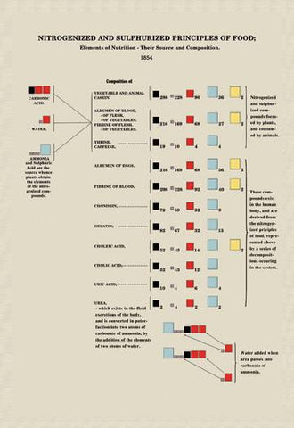 Nitrogenized and Sulphurized Principles of Food 20x30 poster