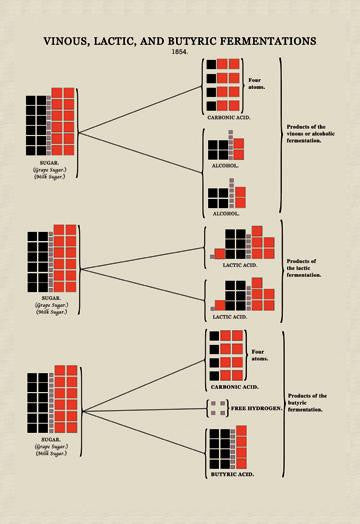 Vinous, Lactic, and Butyric Fermentations 20x30 poster