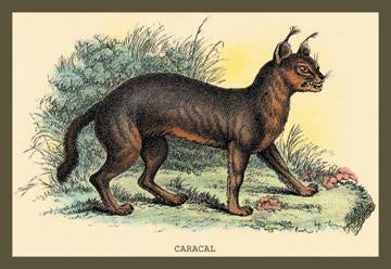 Caracal 20x30 poster