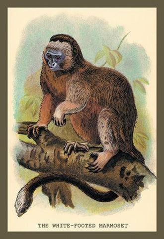 The White-Footed Marmoset 20x30 poster