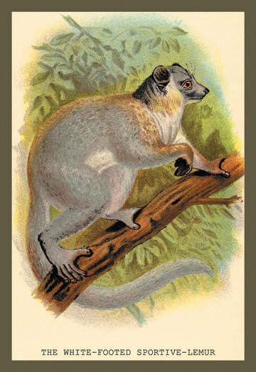 The White-Footed Sportive Lemur 20x30 poster