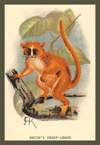 Smiths Dwarf-Lemur 20x30 poster