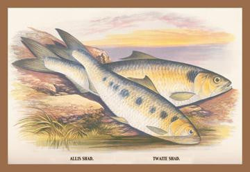 Allis Shad and Twaite Shad 20x30 poster