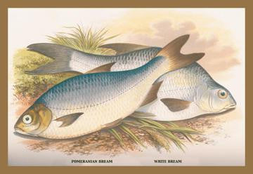 Pomeranian and White Bream 20x30 poster